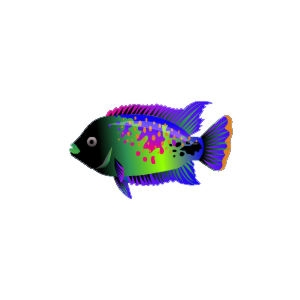 Spring Green Rainbow Cichlid